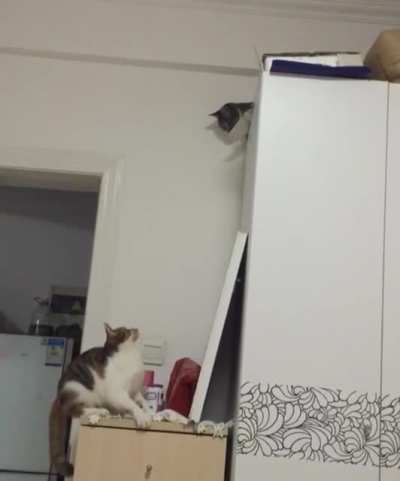 Catastrophe