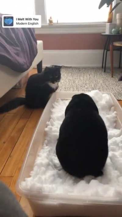 Louise had some fun playing in the snow today. Also our cat is very friendly just likes watching her while we’re around.