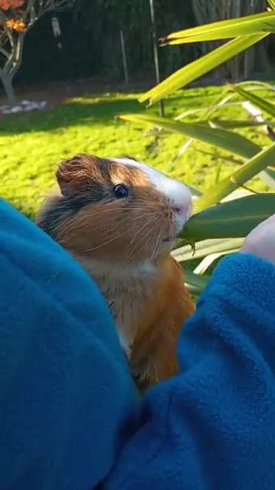 My guinea pig loves to eat this plant in my garden. The rest of the plants don't interest him, but this one in particular excites him a lot.