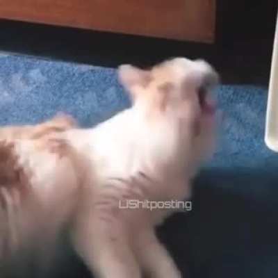 Xd