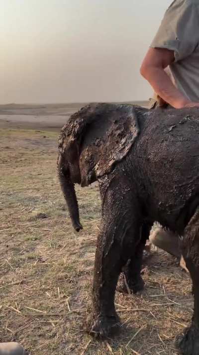babyelephantgifs