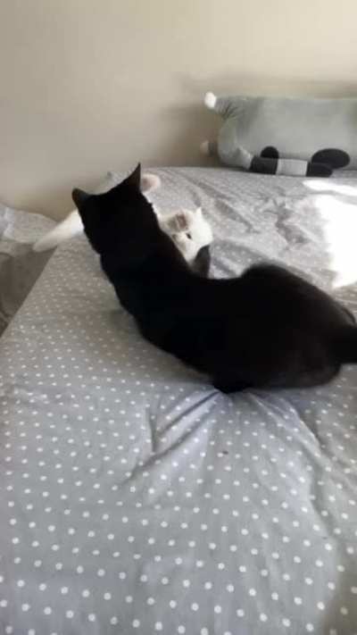 WCGW Grabbing brothers tail