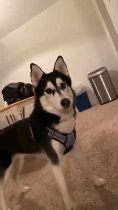 Owooooo