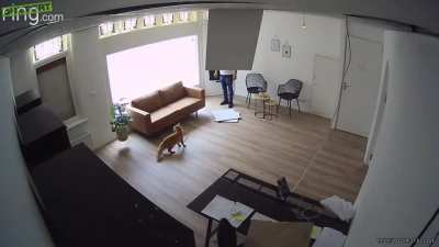 ceiling cat