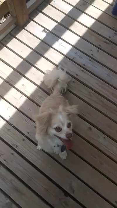 Dog do be do