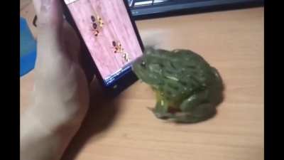 Perfectly cut frog