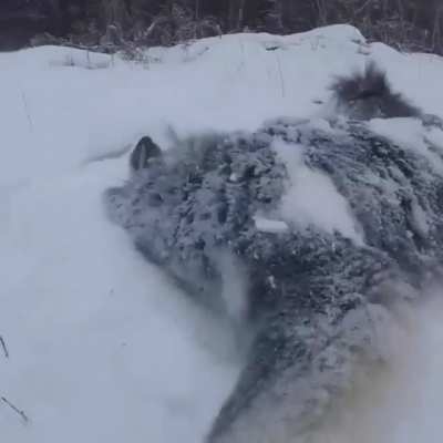 Huuman I luv Snow! Wow!