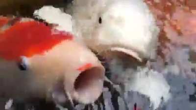 Fish.