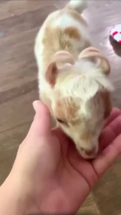 Козлё<wbr>ночек