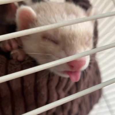 You have been visited by the mleming Sausage, may your day be blessed.