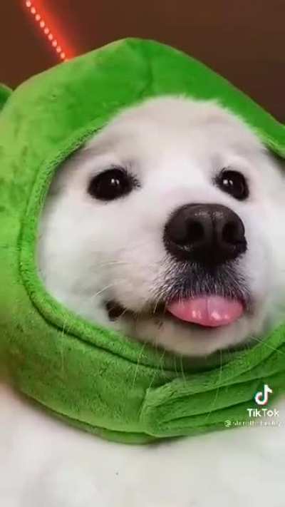 I would die for him!