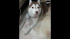 Husky is Vitas