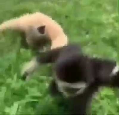Monkey jump (: