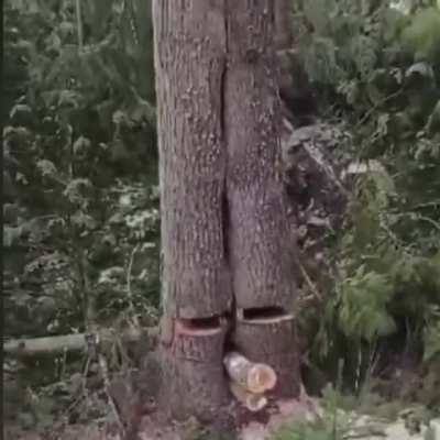 Dropping a big tree!