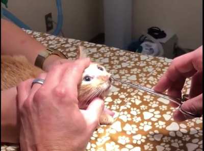 Good kitty!