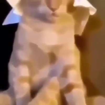 Gato árabe