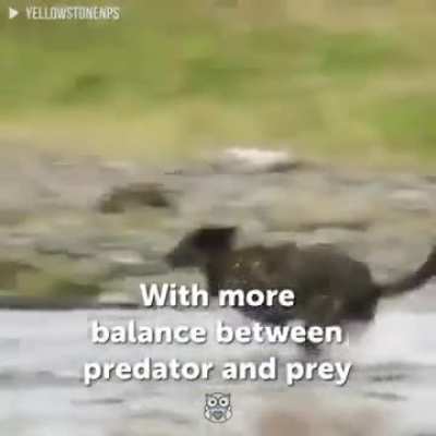 The unbelievable difference 14 wolves can make...