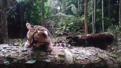 This is Loki, a young male margay. He's in the jungle learning skills for his future reintroduction into the wild.