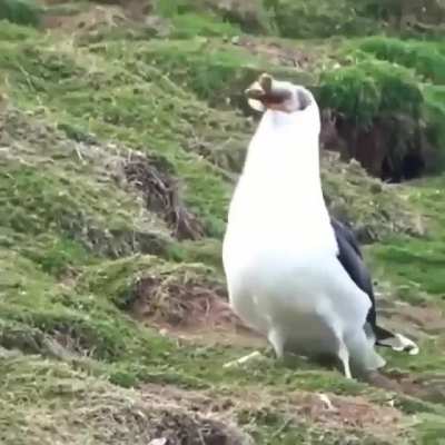 Just a bird eating a rabbit