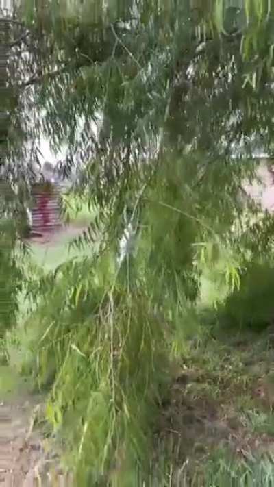 Making new trees