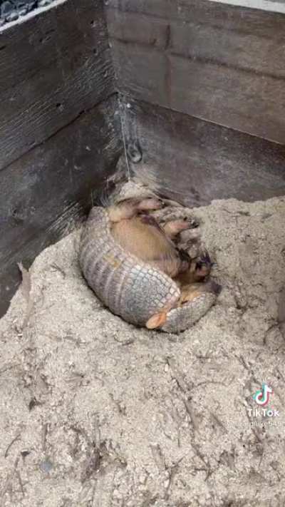 Armadillos keeps digging