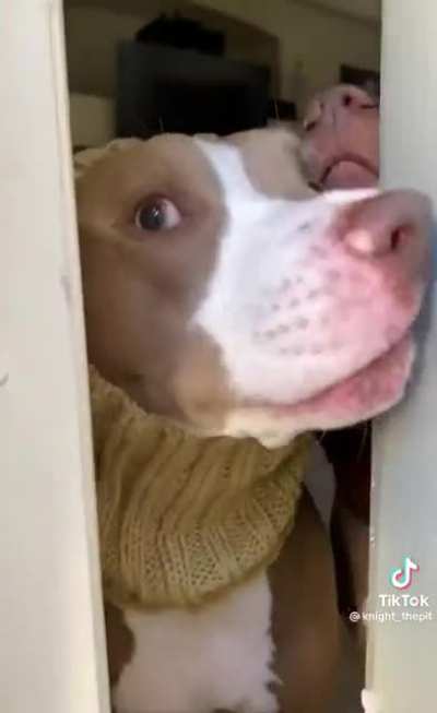 Beware of the dogs!