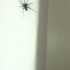 Arachnophobia