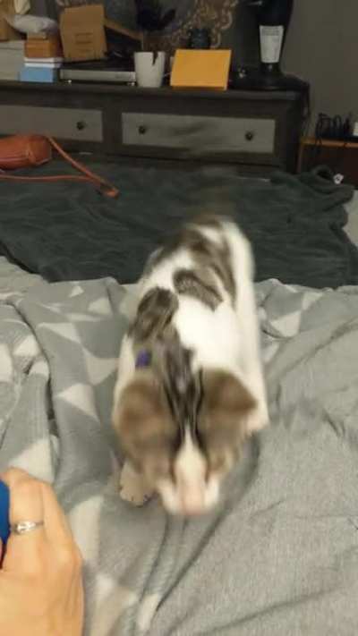 He wiggle