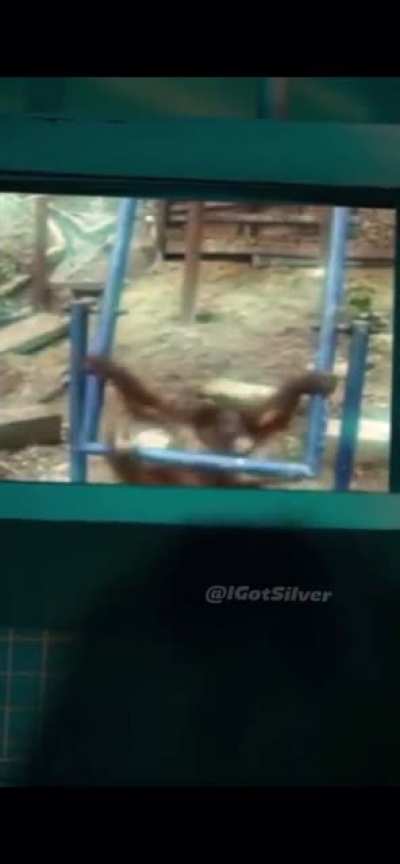 monkey
