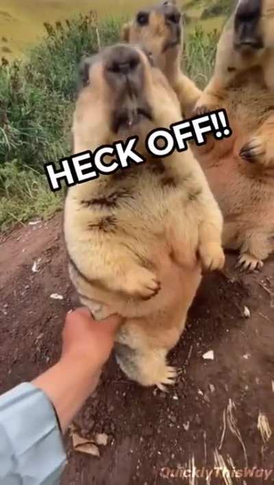 How dare you!!