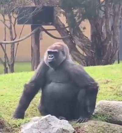 just a gorilla