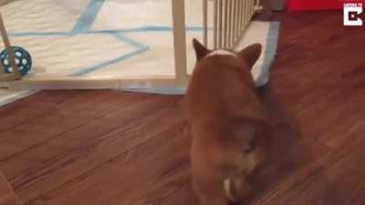 This young pup has already mastered the 