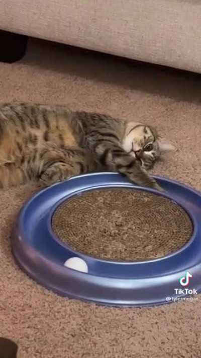 When the catnip wears off