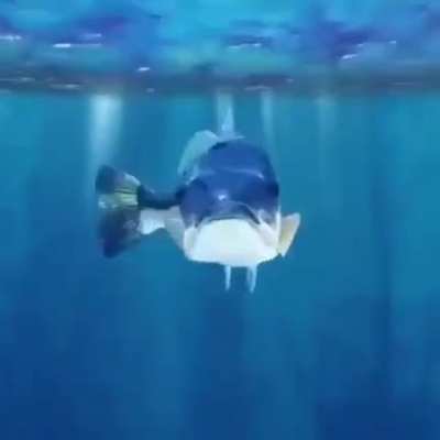 Glu Glu Glu