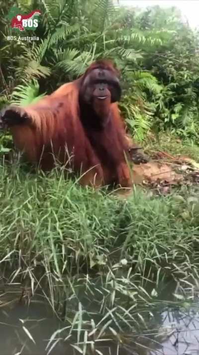 Imagine seeing this majestic creature in the wild.