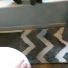 Never trained him just learned from watching. Mom thought she was going crazy.