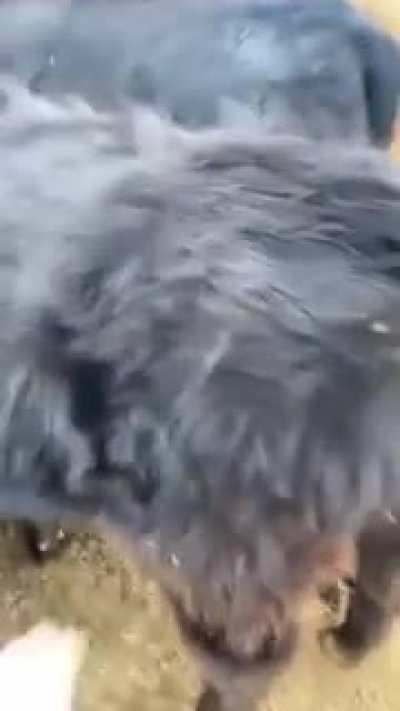 С бодуна.