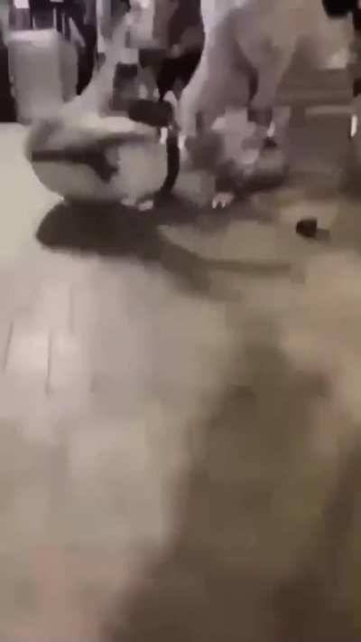 Don’t fight a dude with a mullet