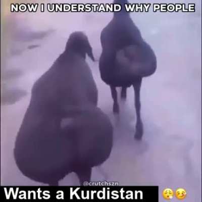 That sheep tho 🥵🥵🥵🥵🥵