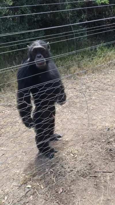 chimpanzee walking erect
