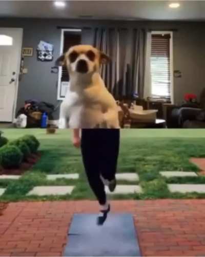 TAP DOGGO