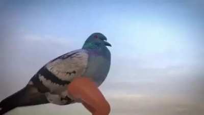 pigeonical