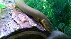 Curious ropefish saying 
