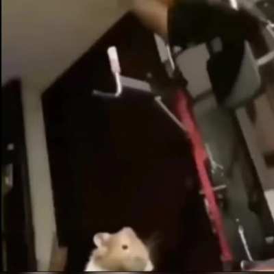 Ham