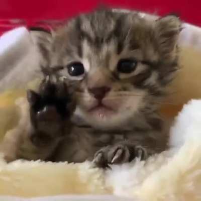 Котик