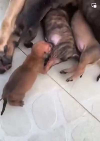 Какое странное молоко...