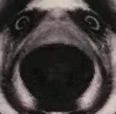 droo