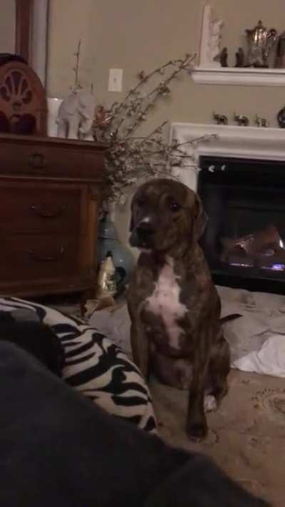 He ain’t nuthn but a hound dog…