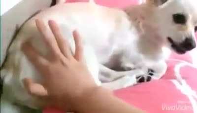 Monkey harasses a dog