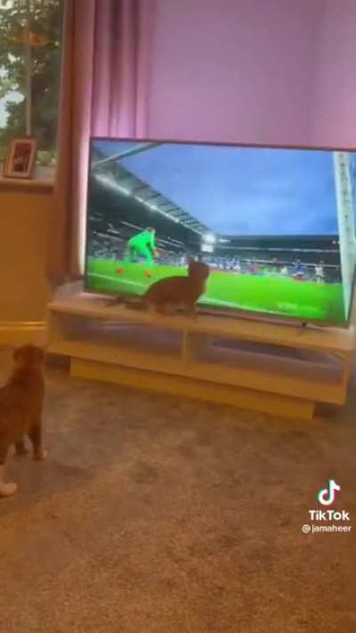 The cat tried helping the goalkeeper